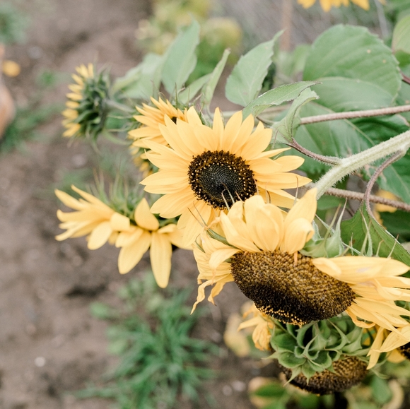 Meet your Posher, Jenna lee - Picture 3 of 4